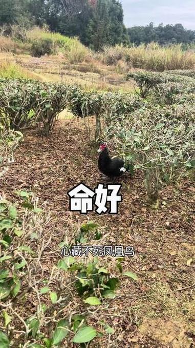 #知识分享 #情感共鸣#茶#我的家乡特产 @乡村其其 @花一样人生