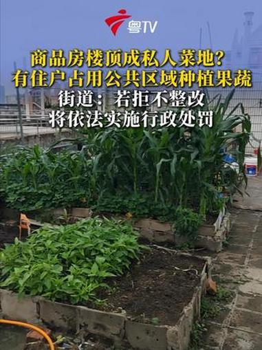 广州白云区新苑大厦的楼顶,有住户占用公共区域,种植大量的瓜果蔬菜、绿植,搭瓜棚