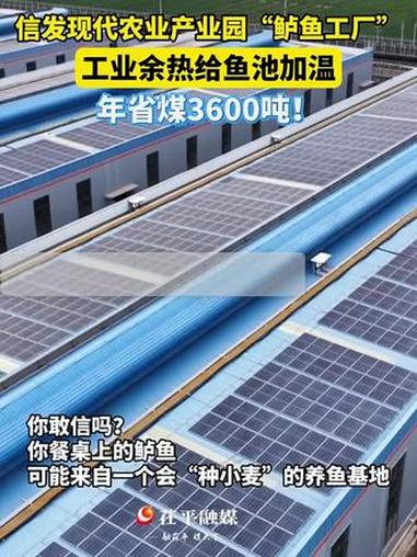 信发现代农业产业园“鲈鱼工厂”,工业余热给鱼池加温,年省煤3600吨!#农业#乡村振兴 #