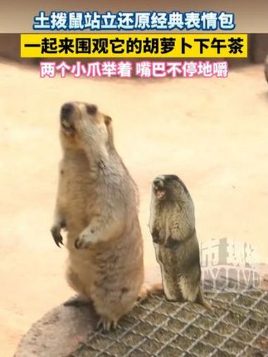 土拨鼠站立还原经典表情包,一起来围观它的胡萝卜下午茶,两个小爪举着,嘴巴不停地嚼 土拨鼠 