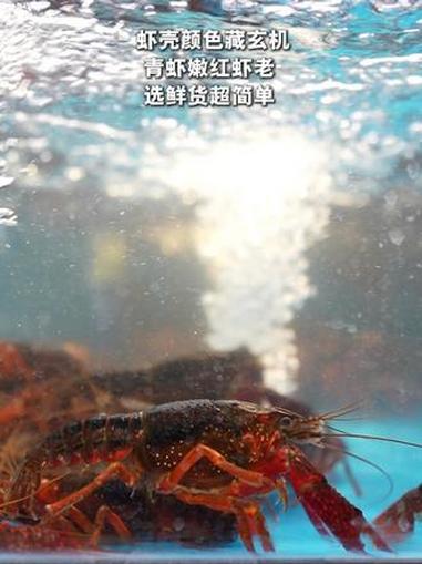 虾壳颜色藏玄机 青虾嫩红虾老 选鲜货超简单 #小龙虾挑选