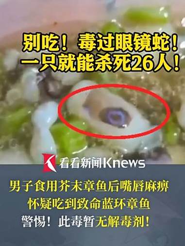 毒性是 眼镜蛇 的50倍!一只就能杀死26人!男子食用芥末章鱼后嘴麻 疑吃到 蓝环章鱼 立