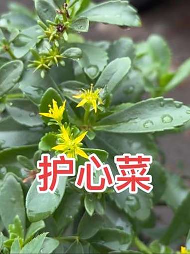 费菜又名护心菜,遇到不要错过 一般人不知道是什么 认识植物 野菜 药食同源 养生就是养健康