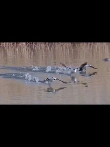 野鸭中的熊猫 一群斑头秋沙鸭在水面游猎,顺带着悠闲嬉戏,看样子很惬意。她是国家二级保护动物