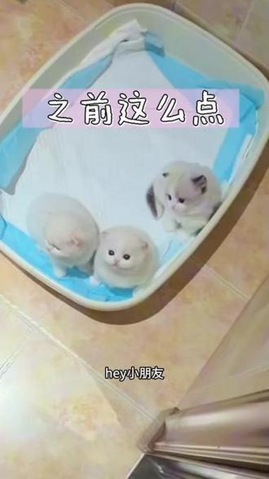 之前这么点的汤圆们,有在好好长～#是娃娃吖 #钻石娃娃布偶猫 #稀有色布偶猫 #猫舍 #Z