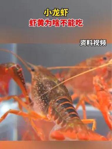 小龙虾的虾黄为啥不能吃