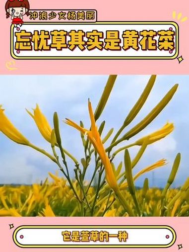 忘忧草居然就是我们吃的黄花菜 忘忧草 黄花菜 冷知识 万万没想到