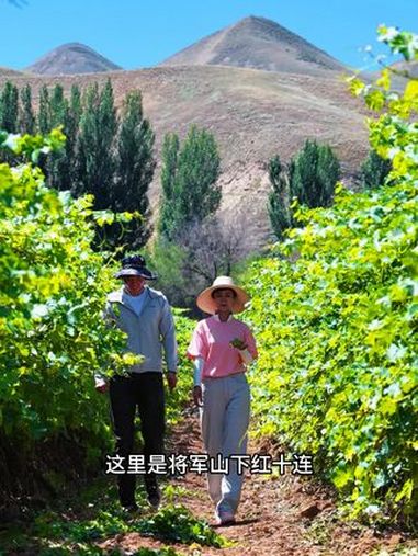 从葡萄藤到红酒瓶,是一场跨越四季的接力:果农在风沙里培育果实,酒庄在酒窖里雕琢风味,我们带