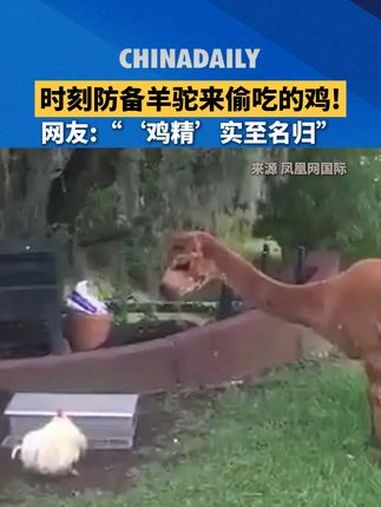 小鸡进食时刻防备羊驼来偷吃,网友:“鸡精实至名归!”