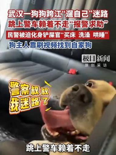 狗狗迷路也知道找警察求助，跳上警车赖着不走，民警被迫化身铲屎官“买床、洗澡、哄睡”，狗主人