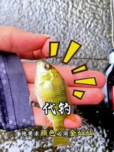 路亚代钓漂亮观赏鱼黄金色罗非 瓜子亮片抛一杆中一条鱼的感觉太爽了 路亚 路亚罗非 科迈龙纳