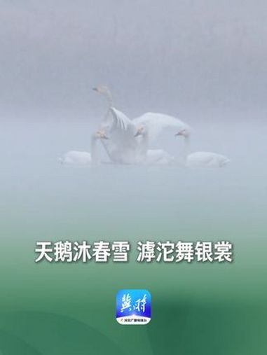 “冀”情山水|天鹅沐春雪 滹沱舞银裳 最美中国 美丽河北