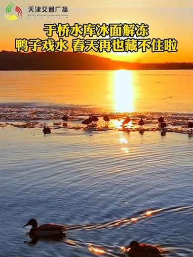 于桥水库冰面解冻,鸭子戏水春天再也藏不住啦 春江水暖鸭先知 于桥水库 春天的味道 @(朱哥
