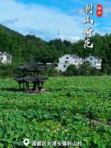 夏末荷香处,莫负好时光。兴尽晚回舟,误入藕花深处(记者:贾恒 责编:刘腾飞 审核:樊凯青 