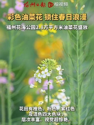 春节期间,福州花海公园彩色油菜花进入盛花期,快来拍照定格春天吧!#福州 #花海公园 #春节
