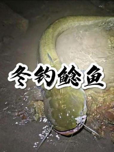 臭鱼钓鲶鱼 钓鱼技巧 海竿新手入门教程 钓鱼 盘巨物
