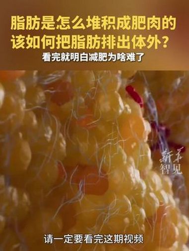 每日新知|脂肪是怎么堆积成肥肉的,该如何把脂肪排出体外?看完就发现减肥确实难 减肥 新华每