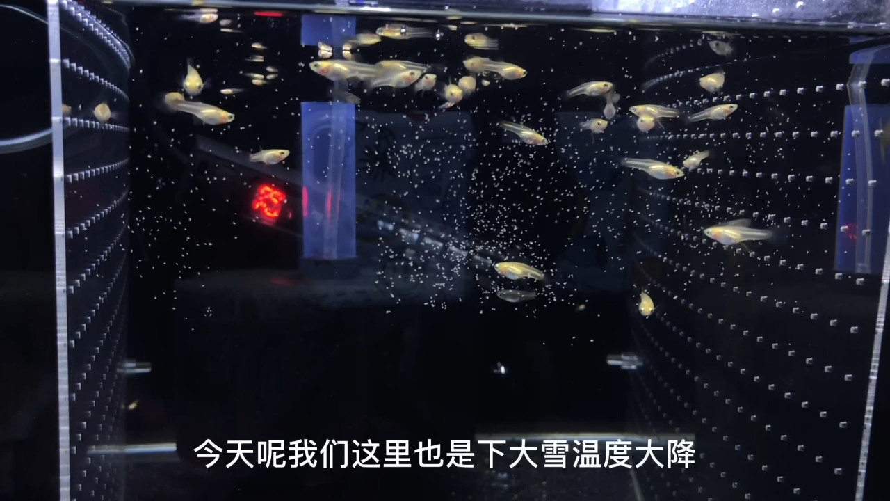 最担心的鱼缸加热棒又出问题,直接把某大牌产品拉黑再也不用