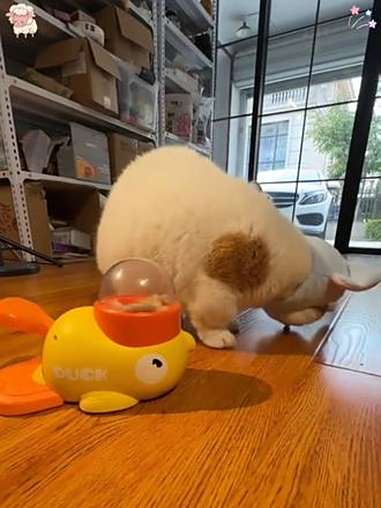 Y据说这是最近猫咪圈超流行的小黄鸭扭蛋机 猫咪玩具 萌宠好物 宠物玩具 逗猫神器 漏食玩具