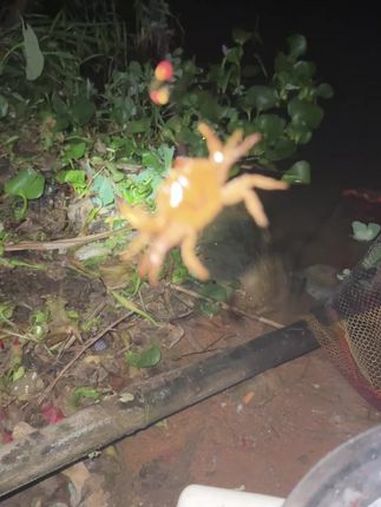 窝里的鲫鱼钓完了,收竿回去睡觉 夜钓野钓 现场实拍 真实户外 钓鱼 爱生活爱钓鱼