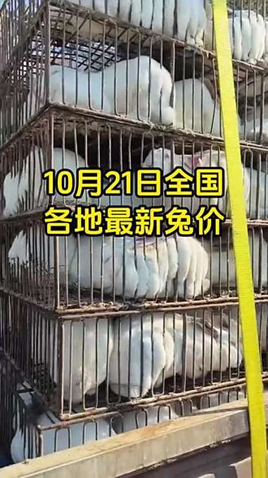 10月21日各地最新兔价,下跌?养兔 肉兔养殖 兔子养殖 养兔人 养殖