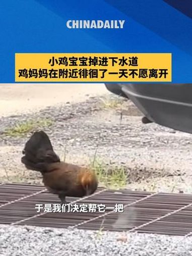 母爱是天性!小鸡宝宝掉进下水道,鸡妈妈在附近徘徊了一天不愿离开。最后人类用挖掘机帮助小鸡宝