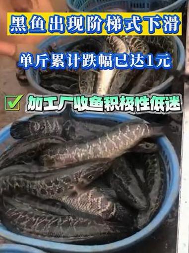 广东作为黑鱼主产区,10月以来新鱼上市量逐步攀升,带动价格进入“阶梯式下滑”,单斤累计跌幅