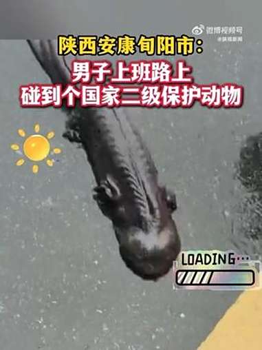 男子上班捡到迷路野生扭扭娃娃鱼 近日,陕西安康。旬阳市的郭先生上班路上发现了一只身长约70