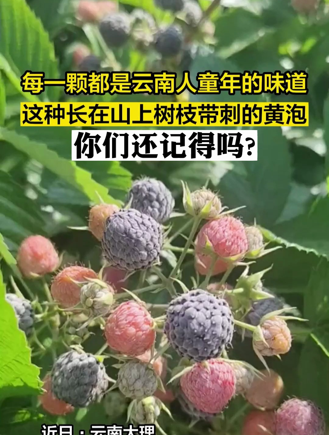 每一棵都是云南人童年的味道,这种长在山上树枝带刺的黄泡