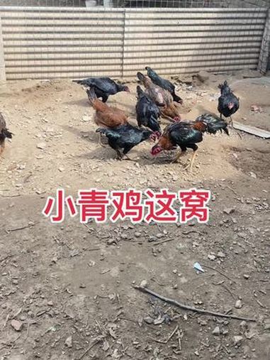 小青鸡这窝 原创视频 原生态乡村生活 农村散养土鸡 我的日常生活 万物皆有灵性