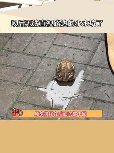 所以说我踩的水坑不一定是水还可能是蛤蟆尿 神奇动物在抖音 癞蛤蟆 小水坑 万万没想到