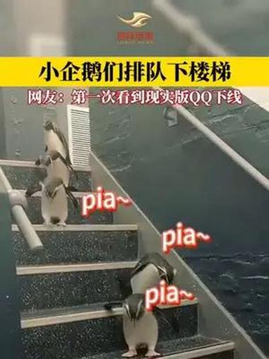 小企鹅们排队下楼,网友:第一次看到现实版QQ下线