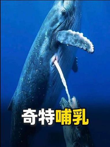 鲸鱼妈妈哺乳的方式很独特。#动物 #科普 #海洋动物#海洋动物