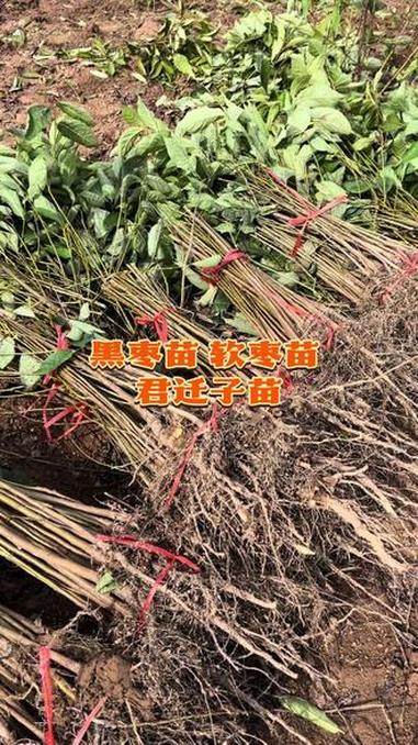 黑枣苗 君迁子苗 软枣苗 嫁接柿子苗占木 0.6-1公分软枣苗
