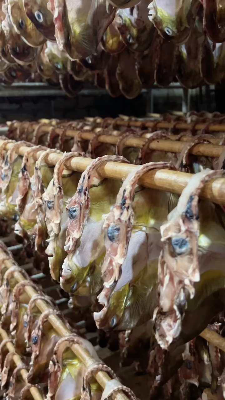 晒河豚鱼干,这种鱼干比新鲜鱼还鲜美!