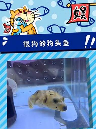 差点以为熬夜熬出幻觉了 鱼 有趣 万万想不到 抽象