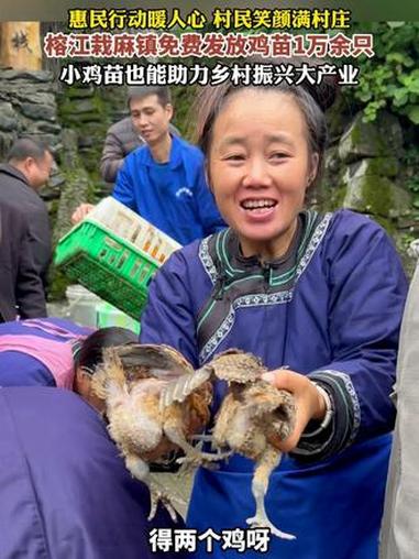 惠民行动暖人心,村民笑颜满村庄,榕江栽麻镇免费发放鸡苗1万余只,小鸡苗也能助力乡村振兴大产
