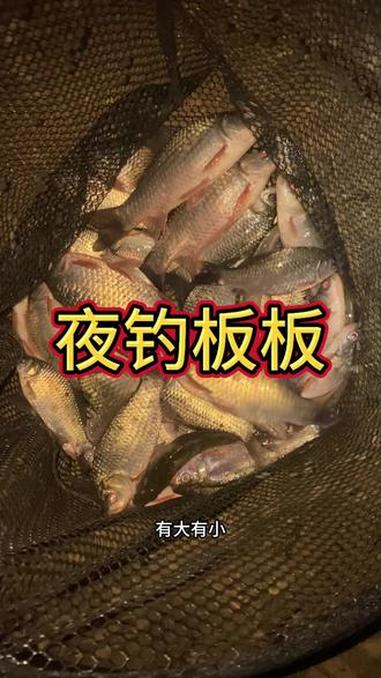 2025年的首次夜钓,收获还不错 原创视频 野钓大板鲫 爱生活爱钓鱼 钓鱼人就是这么疯狂 