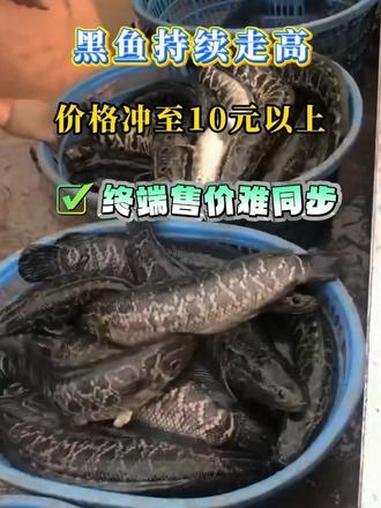 本周黑鱼市场价格延续走高态势,在上周经历短暂小幅波动后,行情再度回归上行通道。#水产养殖 
