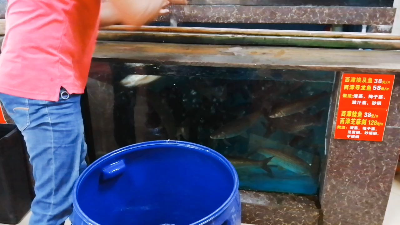 #探店打卡#  好多野生鱼从横县西津水库运到南宁西津生态鱼生馆,鱼老板正在放进鱼池里,这些