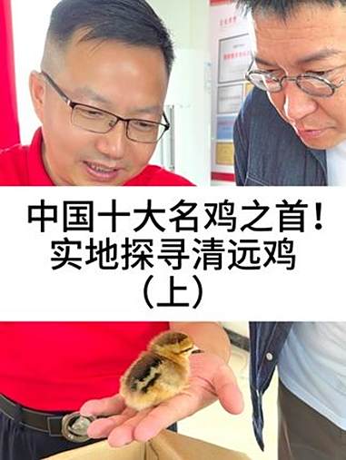 中国十大名鸡之首！实地探寻清远鸡（上）柴大官人聊品牌 清远鸡 天农清远鸡 鲜切鸡肉火锅