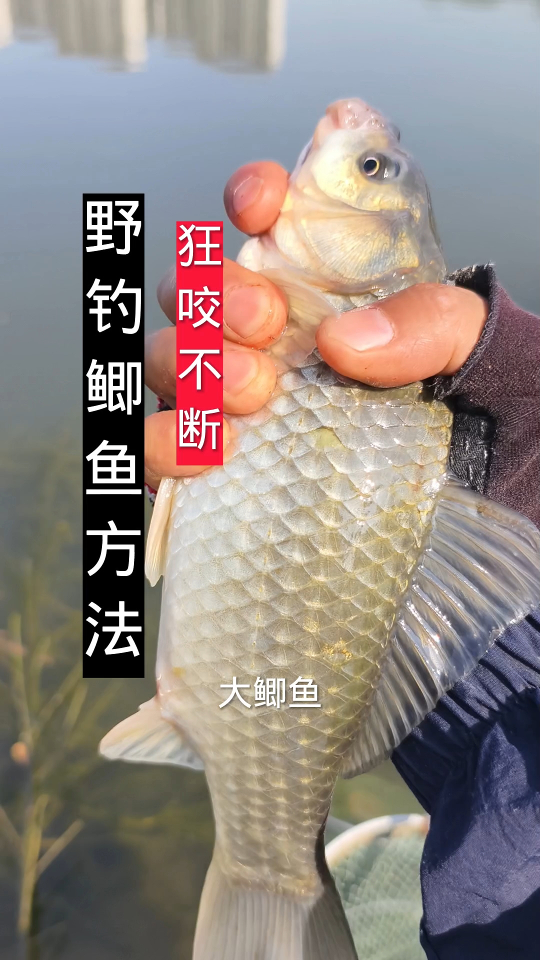 野钓鲫鱼方法，狂咬不断，真实野河钓鱼的绝招，钓鱼饵料窝料调漂