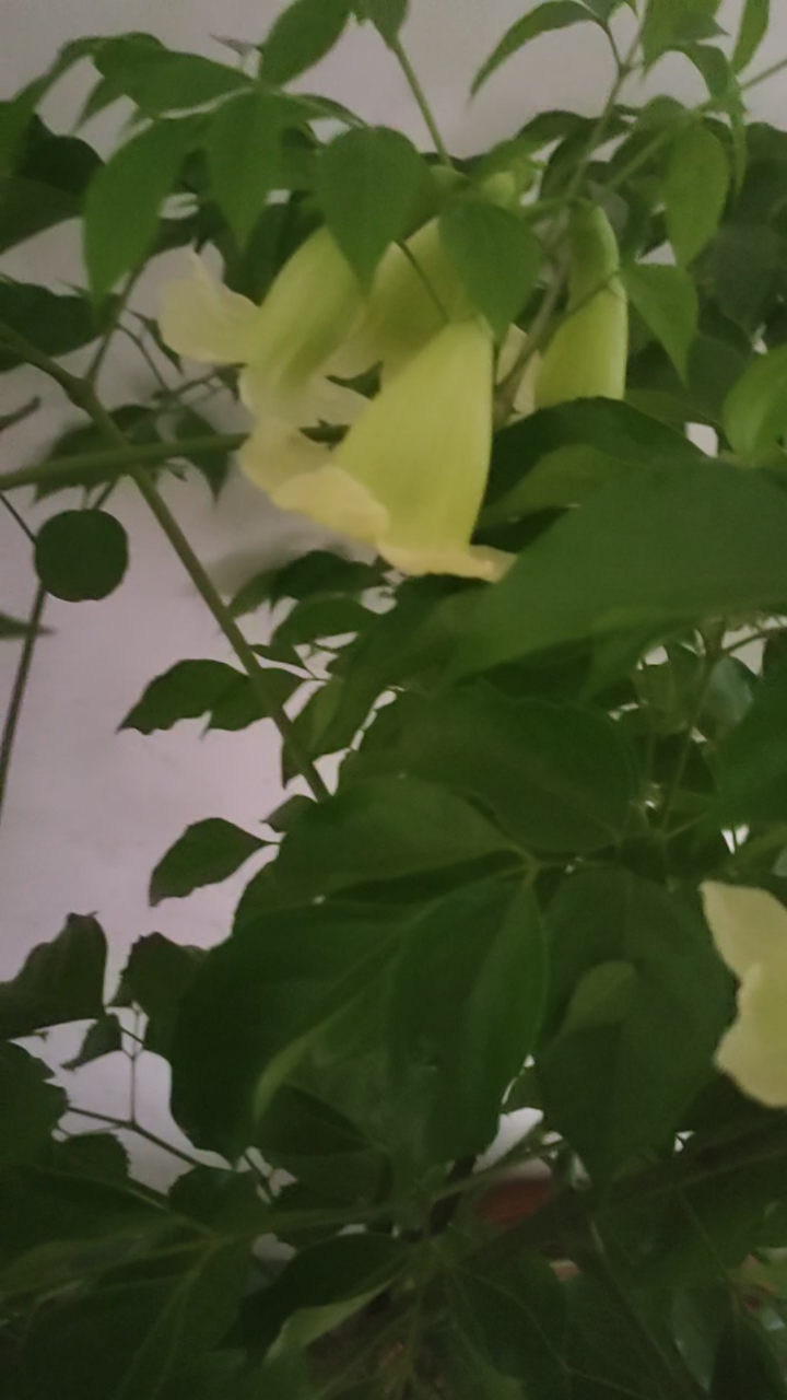 幸福树的花和果实