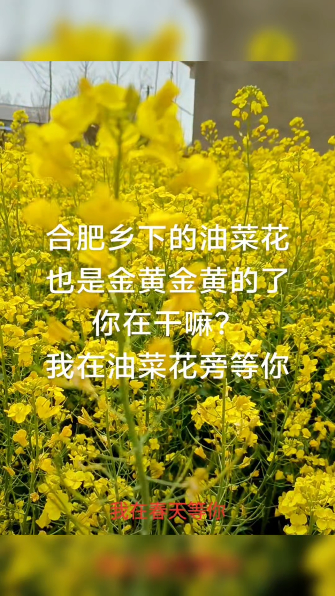 #油菜花#等你#春天里