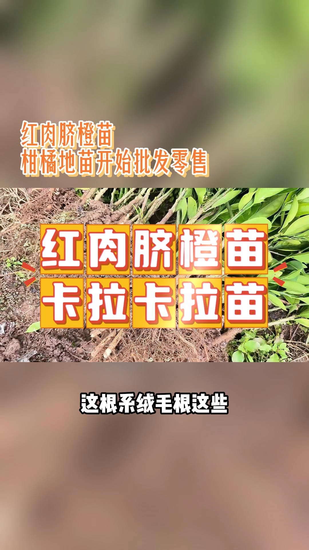 红肉脐橙苗哪里有