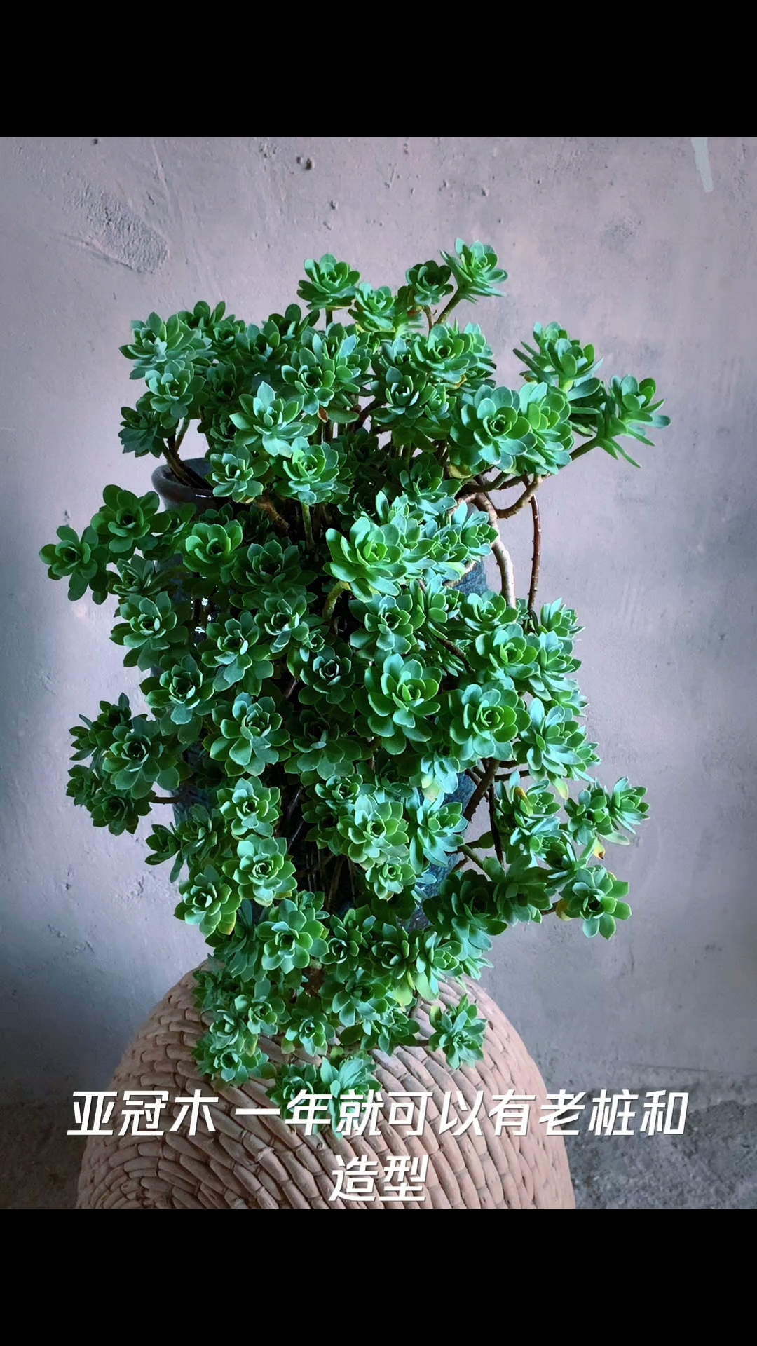 租房养花进行时-多肉薄化妆