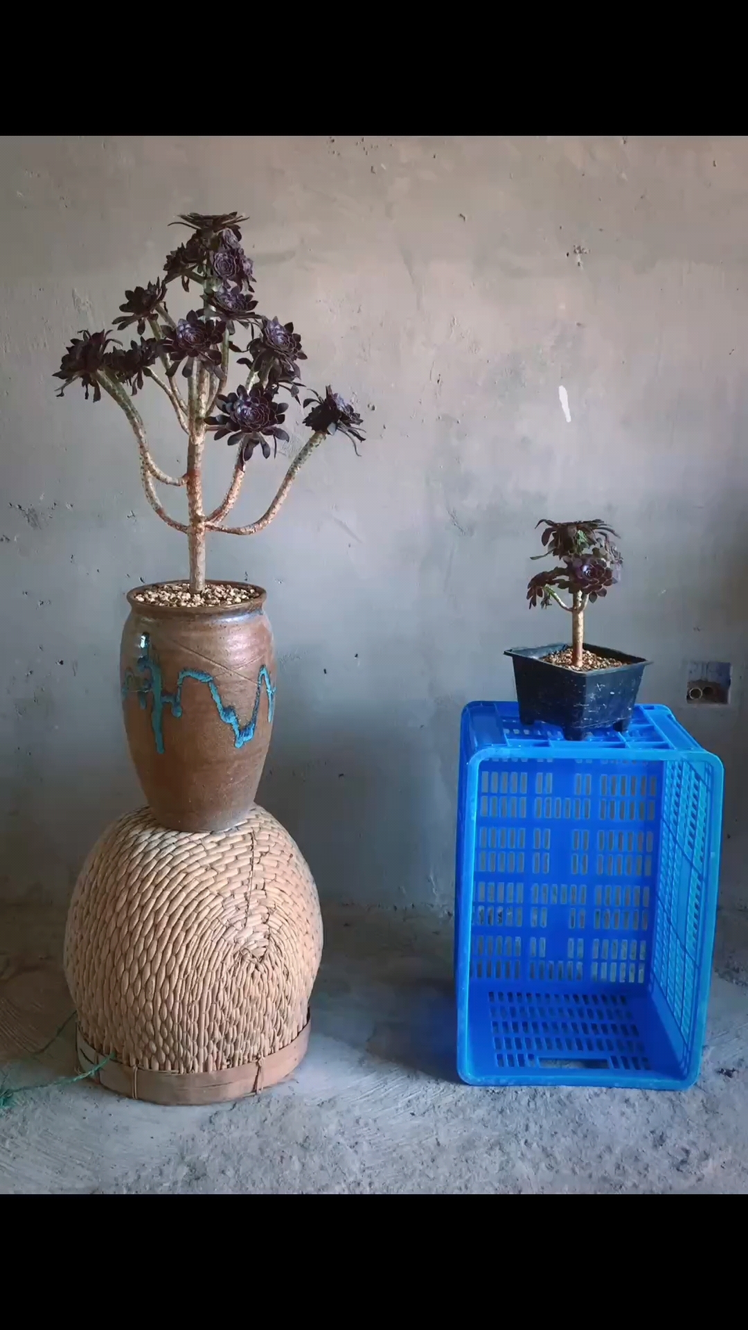 租房养花进行时-多肉黑法师