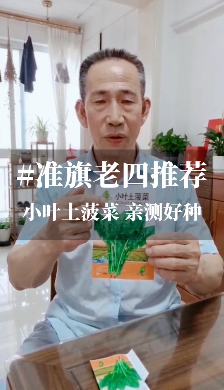 小叶土菠菜种子