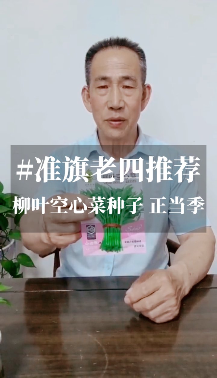 柳叶空心菜种子
