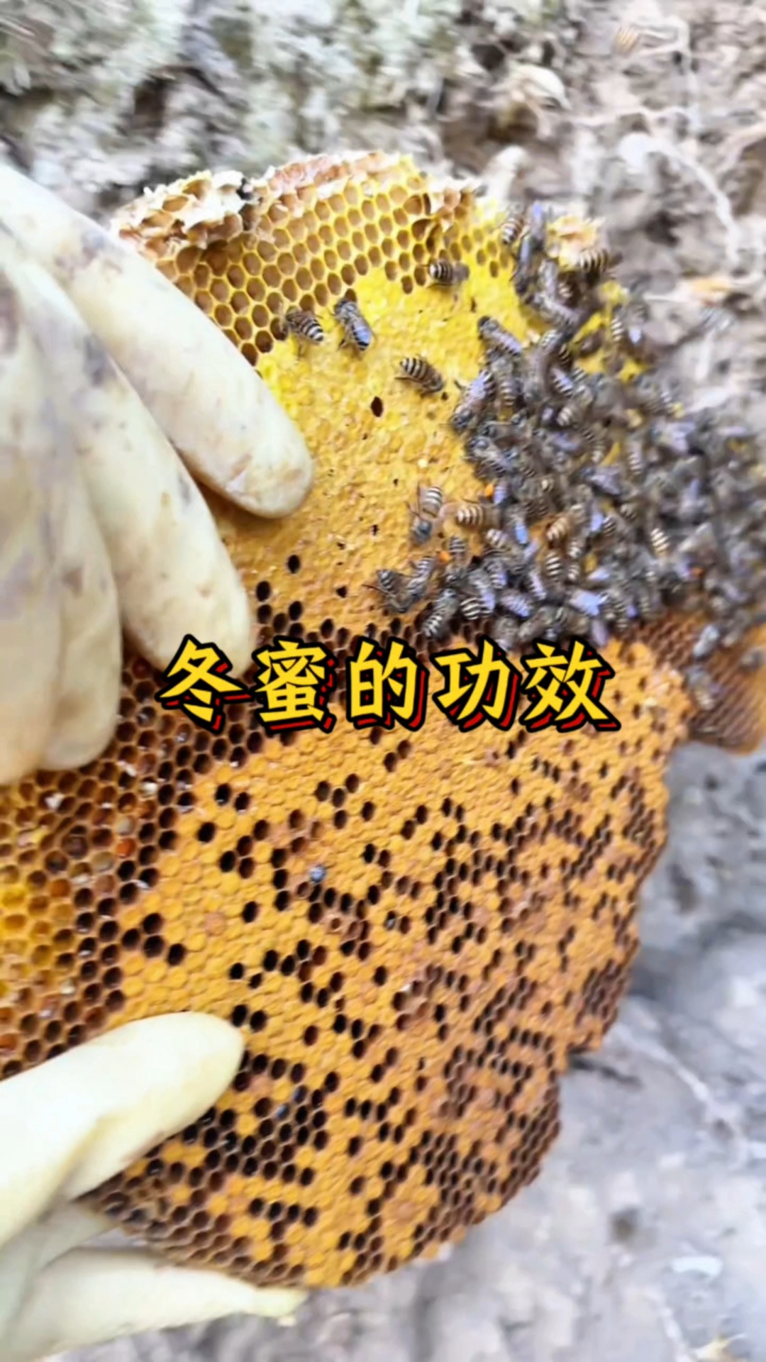 冬蜜为什么排在四季之首？#冬蜜